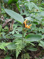 Stromanthe stromanthoides (Stromanthe stromanthoides)