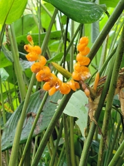 Stromanthe stromanthoides (Stromanthe stromanthoides)