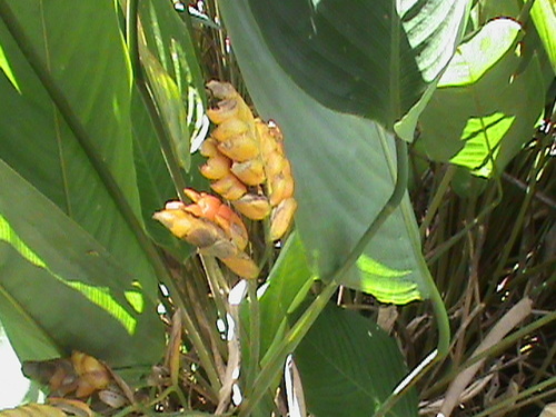 Stromanthe stromanthoides (Stromanthe stromanthoides)