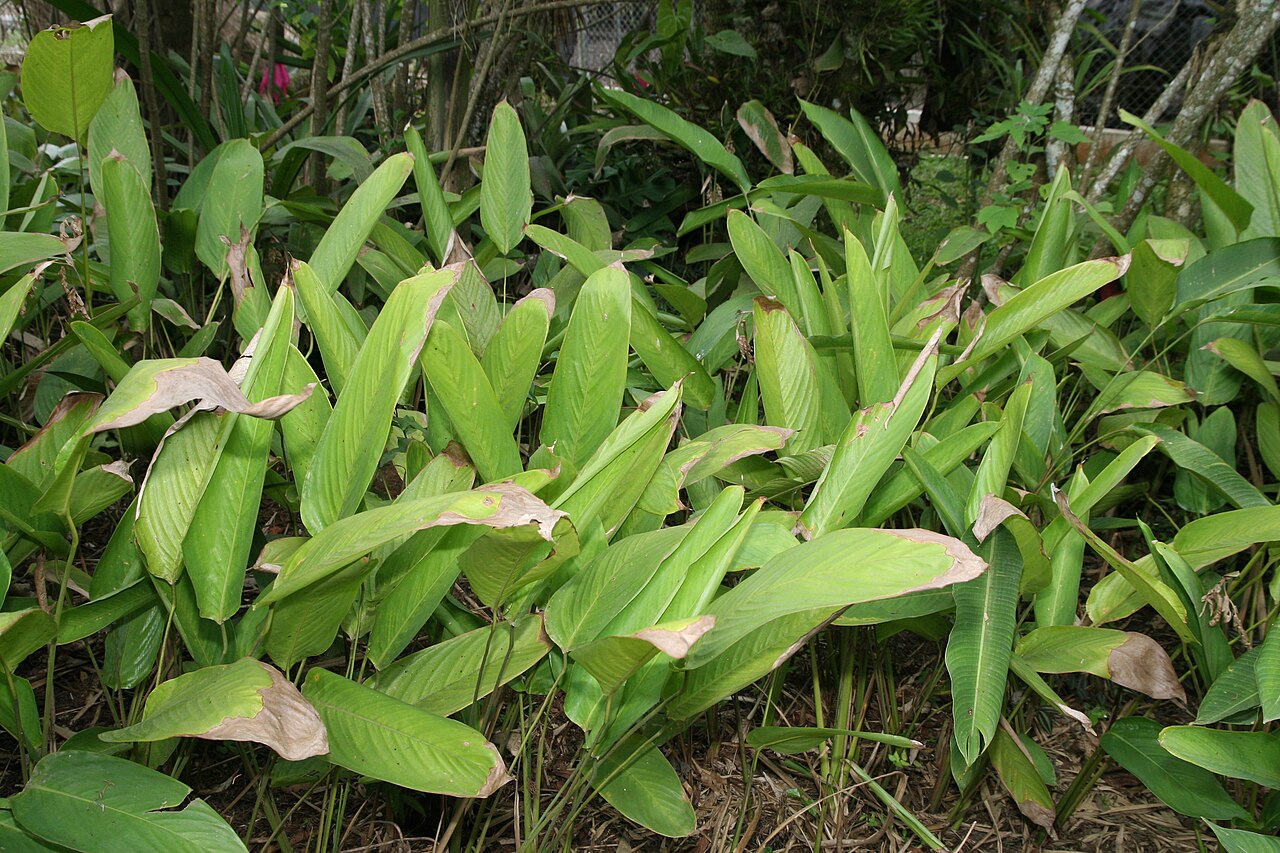 Stromanthe stromanthoides: Location taken: Lankester Botanical Garden, Cartago, Costa Rica. Names: Stromanthe stromanthoides (J.F.Macbr.) L.Andersson Classification: Plantae > Magnoliophy