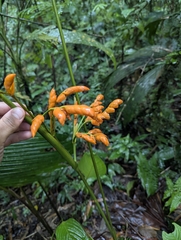 Stromanthe stromanthoides (Stromanthe stromanthoides)