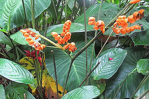 Stromanthe stromanthoides: In both the Amazon basin and highlands of Ecuador and Peru, the leaves are use to wrap items for cooking. Photo from the Omaere Etnobotanical Garden, Puyo, Ecua
