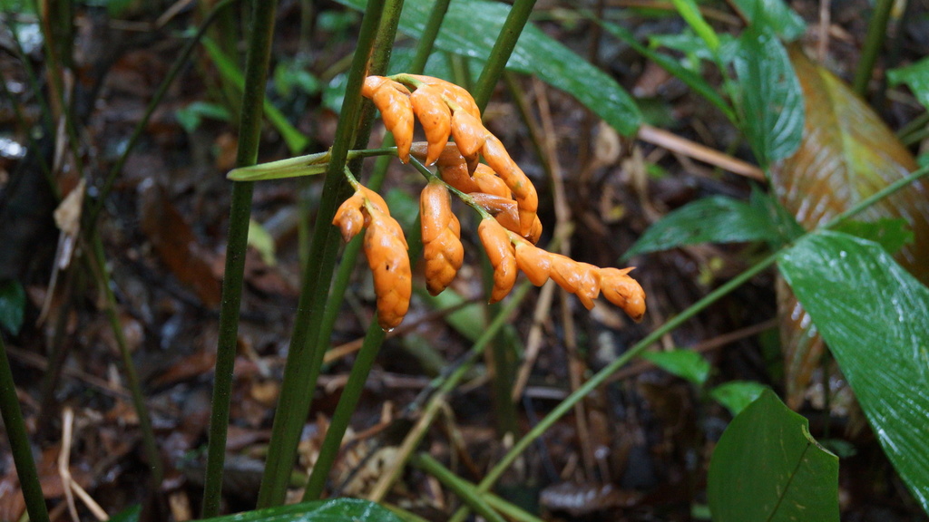 Stromanthe stromanthoides (Stromanthe stromanthoides)