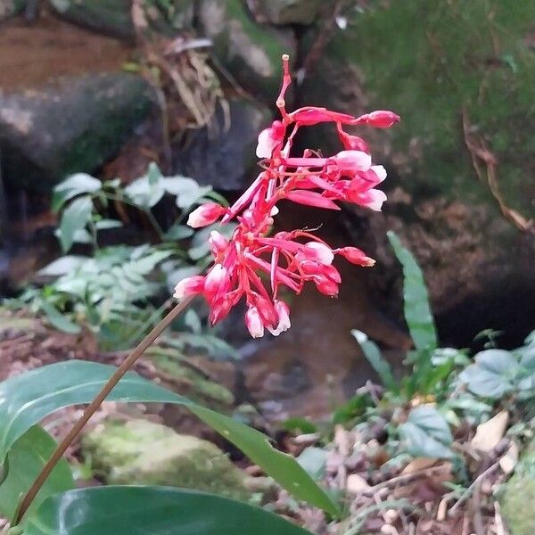 Stromanthe thalia (Stromanthe thalia)
