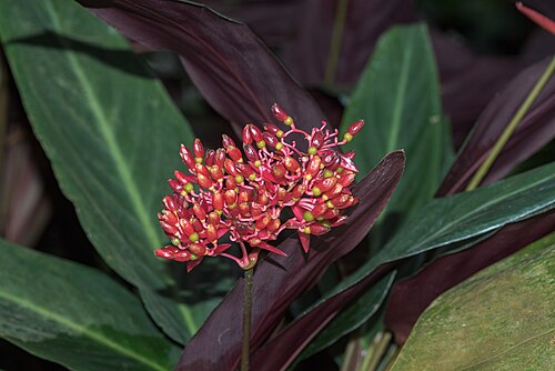 Stromanthe thalia: Flowers of Stromanthe thalia in a Greenhouse in the Botanischer Garten München-Nymphenburg, Germany.