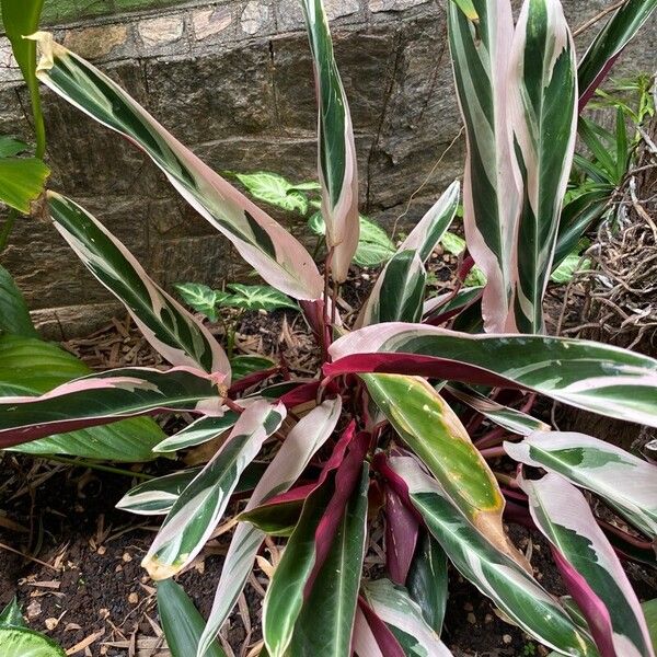 Stromanthe thalia (Stromanthe thalia)