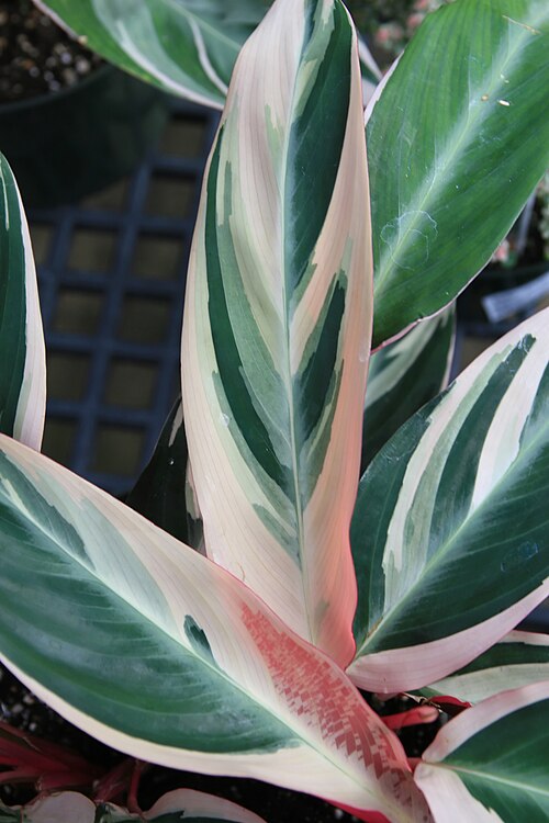 Stromanthe thalia: Location taken: Behnke Nurseries, Beltsville, MD USA. Names: Stromanthe sanguinea 'Triostar' , Stromanth Classification: Plantae > Angiosperms > Monocots > Zing