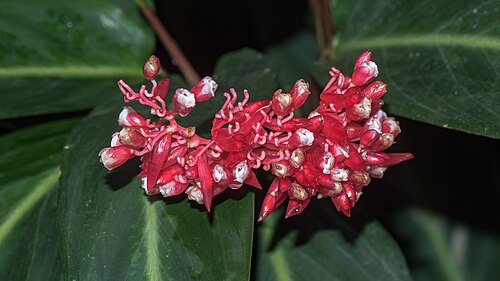 Stromanthe thalia: Flowers of Stromanthe thalia in a Greenhouse in the Botanischer Garten München-Nymphenburg, Germany.