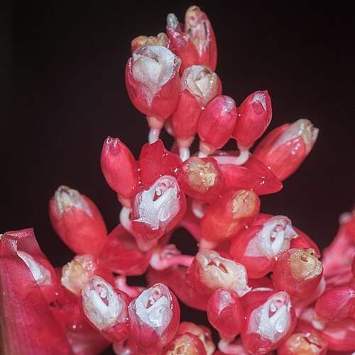 Stromanthe thalia: Flowers of Stromanthe thalia in a Greenhouse in the Botanischer Garten München-Nymphenburg, Germany.