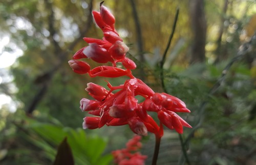 Stromanthe thalia (Stromanthe thalia)