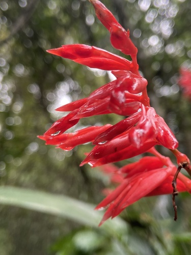 Stromanthe thalia (Stromanthe thalia)