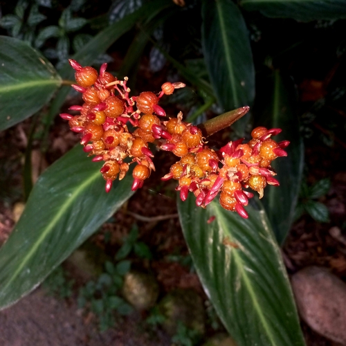 Stromanthe thalia (Stromanthe thalia)