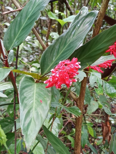 Stromanthe thalia (Stromanthe thalia)