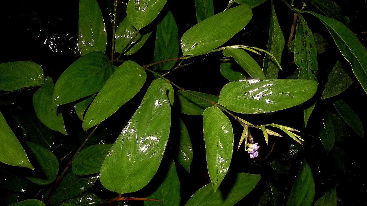 Stromanthe tonckat: Stromanthe tonckat (Aubl.) Eichler