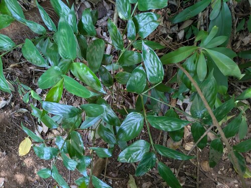 Stromanthe tonckat (Stromanthe tonckat)