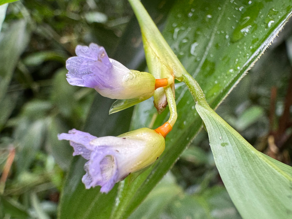 Stromanthe tonckat (Stromanthe tonckat)