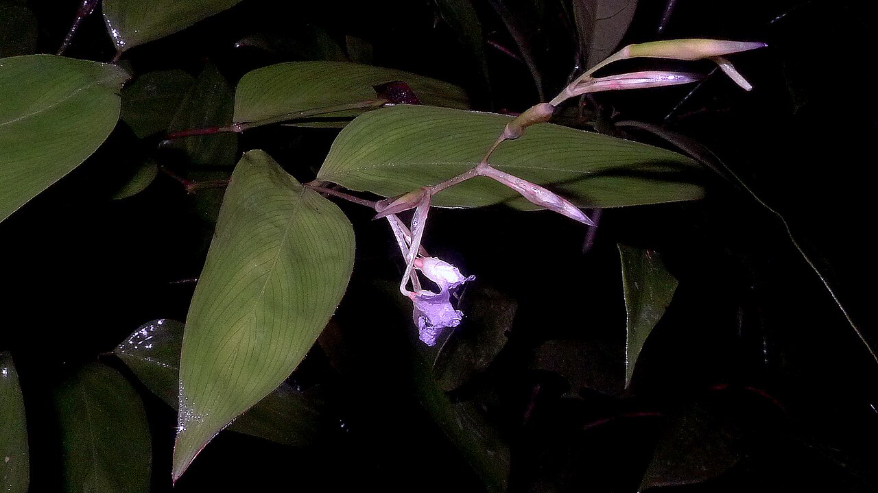 Stromanthe tonckat: Stromanthe tonckat (Aubl.) Eichler