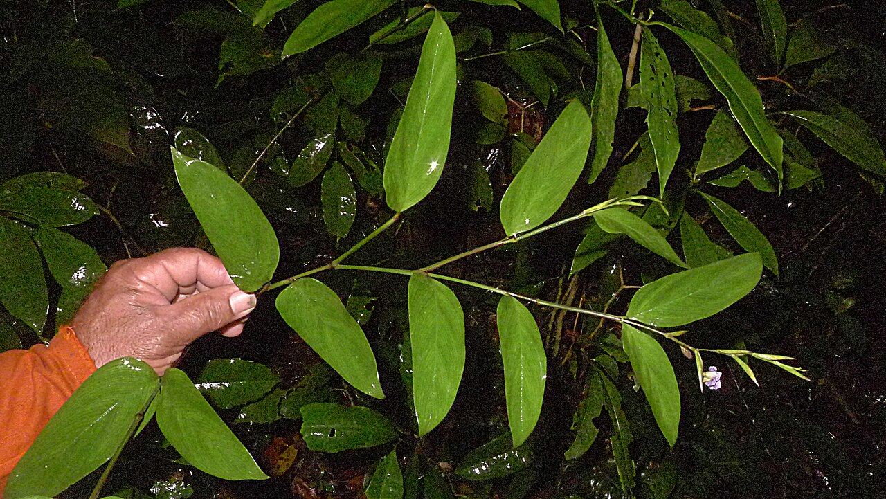 Stromanthe tonckat: Stromanthe tonckat (Aubl.) Eichler