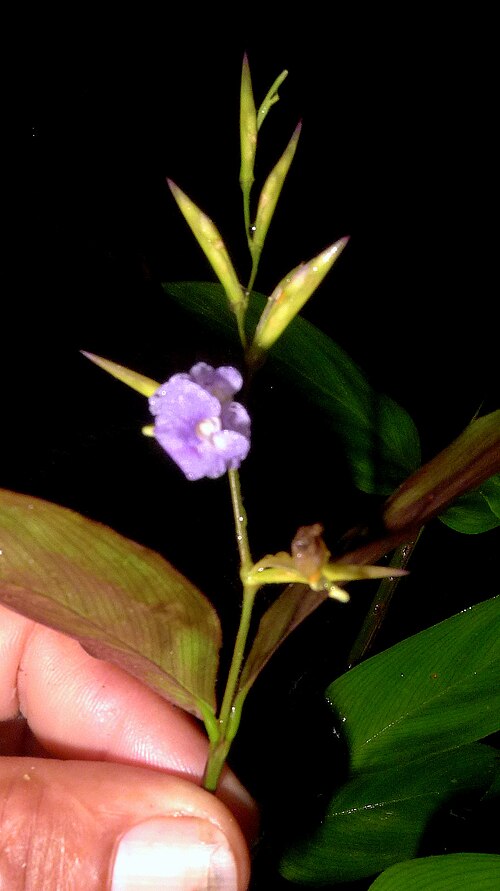 Stromanthe tonckat: Stromanthe tonckat (Aubl.) Eichler
