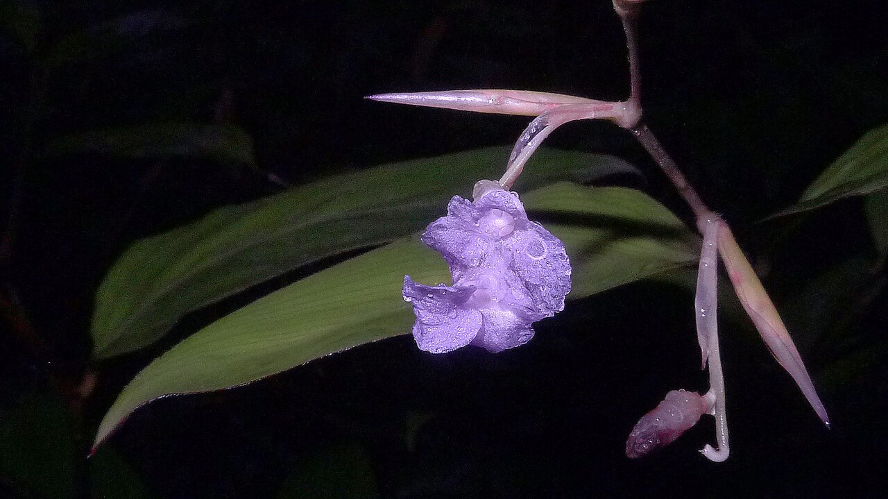 Stromanthe tonckat: Stromanthe tonckat (Aubl.) Eichler