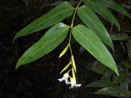 Stromanthe tonckat (Stromanthe tonckat)