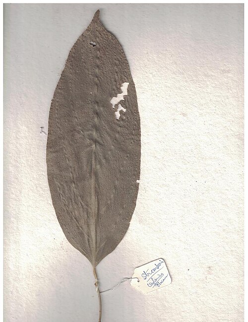 Strombosia ceylanica: Herbarium scans from the Anamalai Hills
