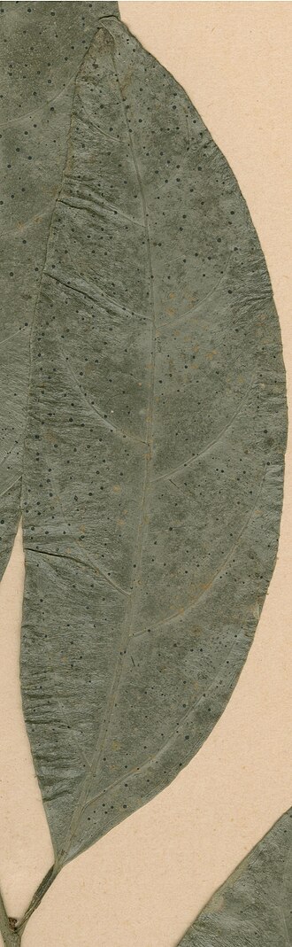 Strombosia gossweileri: Photograph of Isoparatype of Strombosia gossweileri at Herbarium of the University of Coimbra, Portugal (COI). Specimen COI00077059. http://coicatalogue.uc.pt/s