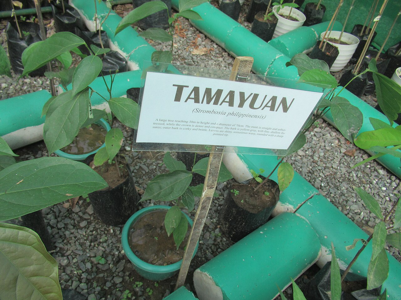 Strombosia philippinensis: Tamayuan https://war.wikipedia.org/wiki/Strombosia_philippinensis Strombosia philippinensis