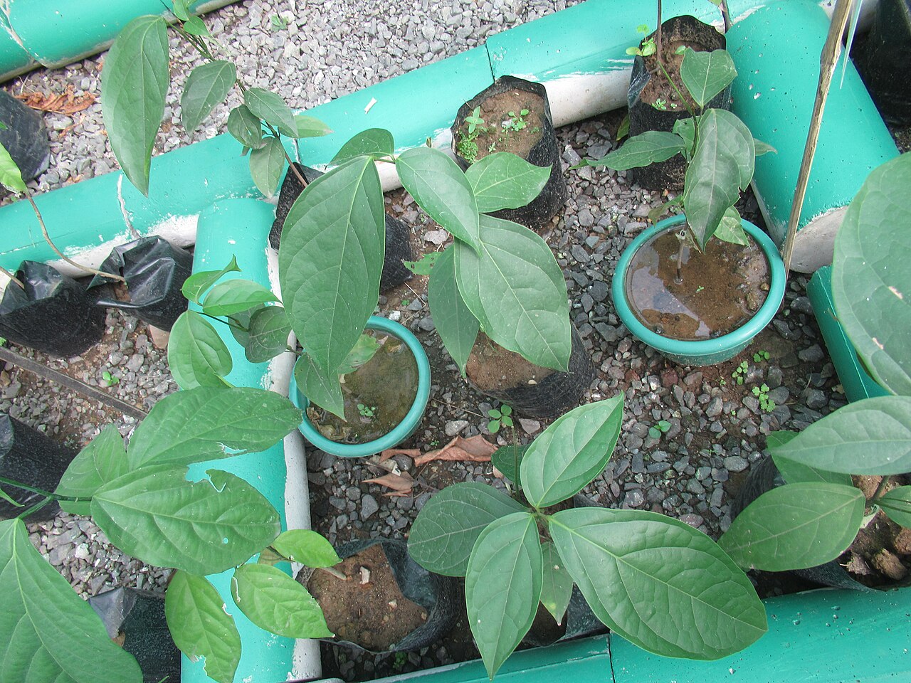 Strombosia philippinensis: Tamayuan https://war.wikipedia.org/wiki/Strombosia_philippinensis Strombosia philippinensis