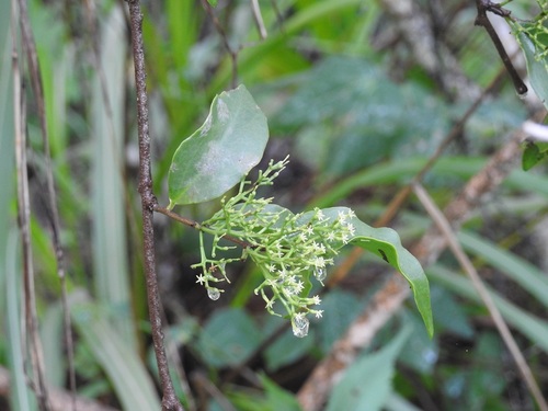 Struthanthus deppeanus (Struthanthus deppeanus)