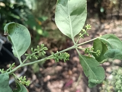 Struthanthus interruptus (Struthanthus interruptus)