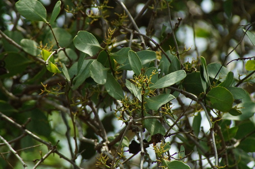 Struthanthus interruptus (Struthanthus interruptus)