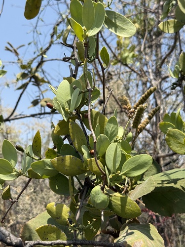Struthanthus interruptus (Struthanthus interruptus)
