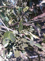 Struthanthus interruptus (Struthanthus interruptus)
