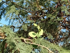 Struthanthus interruptus (Struthanthus interruptus)
