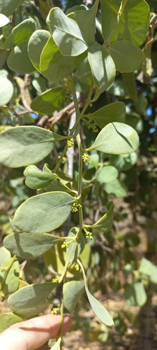 Struthanthus interruptus (Struthanthus interruptus)