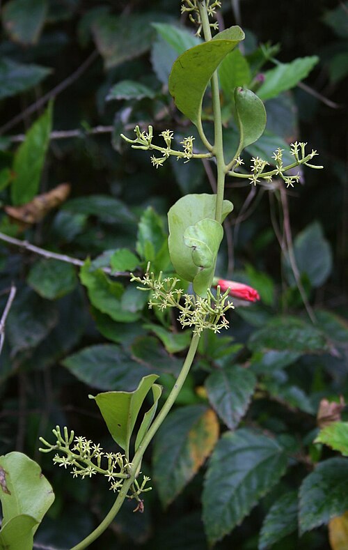 Struthanthus orbicularis: Struthanthus orbicularis , Riemenblumengewächse (Loranthaceae) - Costa Rica: Prov. Cartago, Orosi
