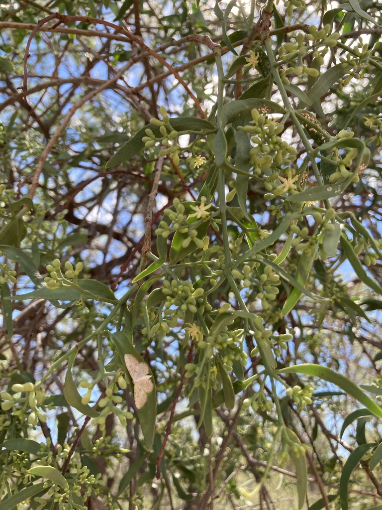 Struthanthus uraguensis (Struthanthus uraguensis)