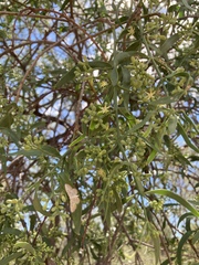 Struthanthus uraguensis (Struthanthus uraguensis)