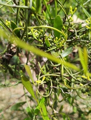 Struthanthus uraguensis (Struthanthus uraguensis)
