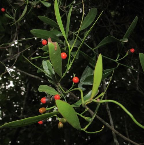 Struthanthus uraguensis (Struthanthus uraguensis)