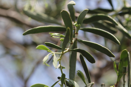 Struthanthus uraguensis (Struthanthus uraguensis)