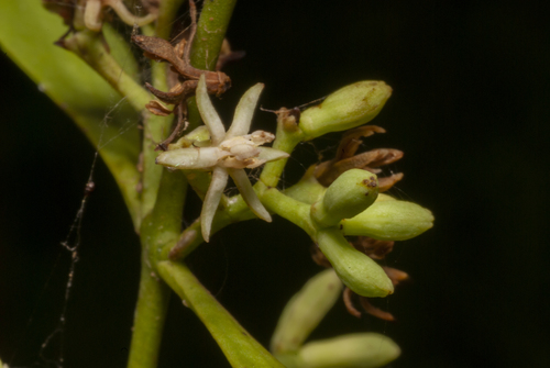 Struthanthus uraguensis (Struthanthus uraguensis)