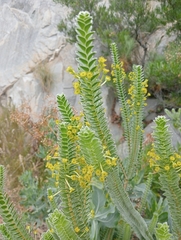 Struthiola argentea (Struthiola argentea)
