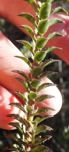 Struthiola argentea (Struthiola argentea)