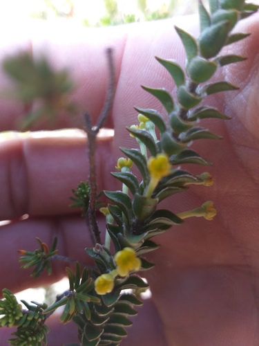 Struthiola argentea (Struthiola argentea)