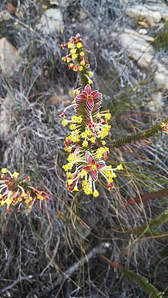 Struthiola argentea: Struthiola argentea Lehm. - Baviaanskloof Mountains, Cape Province, South Africa
