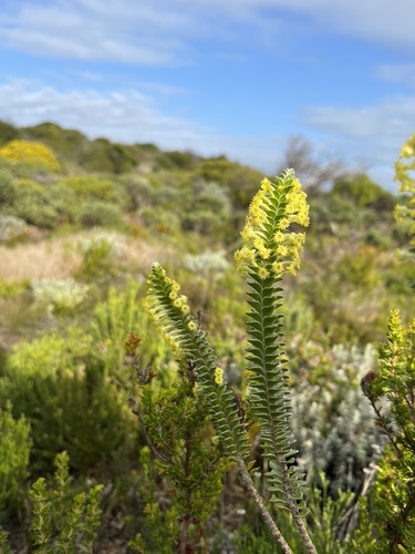 Struthiola argentea (Struthiola argentea)