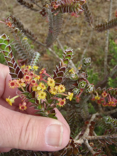 Struthiola argentea (Struthiola argentea)