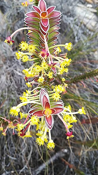Struthiola argentea: Struthiola argentea Lehm. - Baviaanskloof Mountains, Cape Province, South Africa